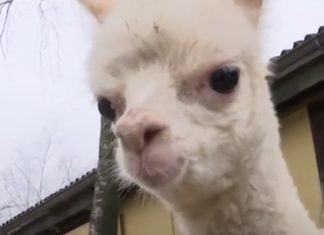 Bebé Alpaca órfã consegue andar com ajuda de cadeirinha de rodas