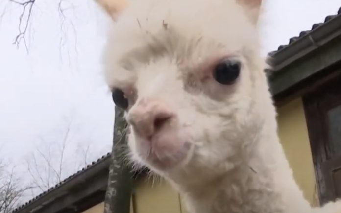 Bebé Alpaca órfã consegue andar com ajuda de cadeirinha de rodas Bebé Alpaca órfã consegue andar com ajuda de cadeirinha de rodas