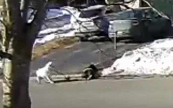 Cadela ajuda dona que sofreu uma convulsão na rua