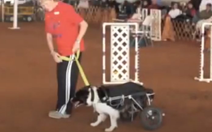 Cadela campeã de agility dá a volta por cima e retorna depois de atropelamento