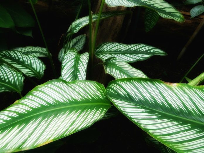 Calatheas