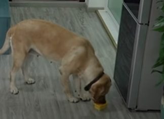 Cão tira gelado do frigorífico e deita caixa no lixo para não deixar rasto