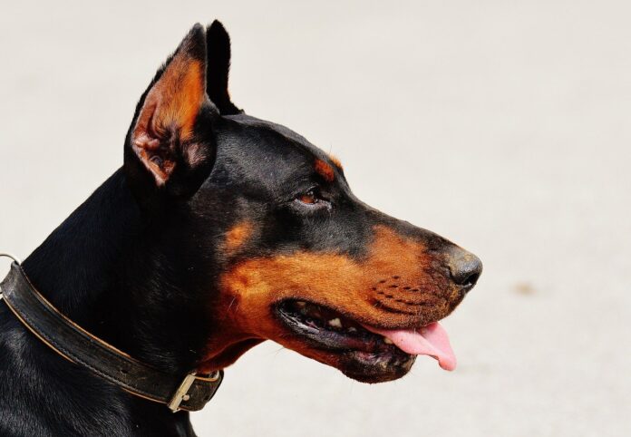 doberman