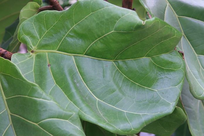 Ficus lyrata