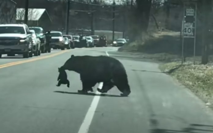 Mãe ursa pára o trânsito para atravessar com os seus 4 filhotes Mãe ursa pára o trânsito para atravessar com os seus 4 filhotes