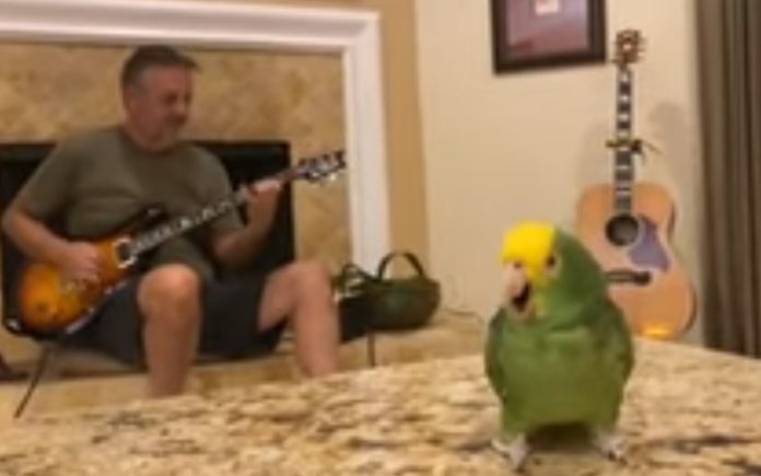 Papagaio é o melhor vocalista para uma banda de rock Papagaio é o melhor vocalista para uma banda de rock