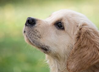 raças de cães mais inteligentes do mundo