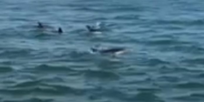 Rio Tejo recebe visita de 12 golfinhos Rio Tejo recebe visita de 12 golfinhos