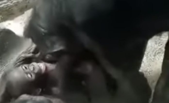 Avó chimpamzé brinca com a sua neta e derrete corações Avó chimpanzé brinca com a sua neta e derrete corações