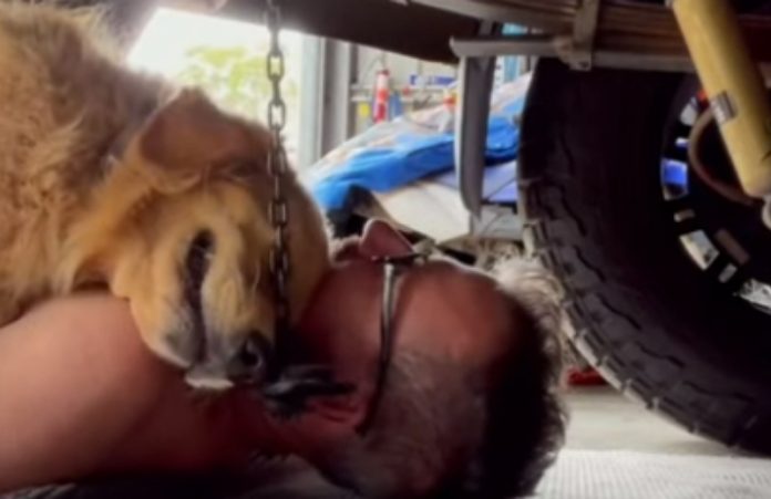 Cãozinho abraça dono e não o deixa fazer trabalhos de mecânica Cãozinho abraça dono e não o deixa fazer trabalhos de mecânica