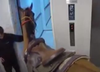 Homens foram presos depois de tentarem entrar com cavalo no elevador