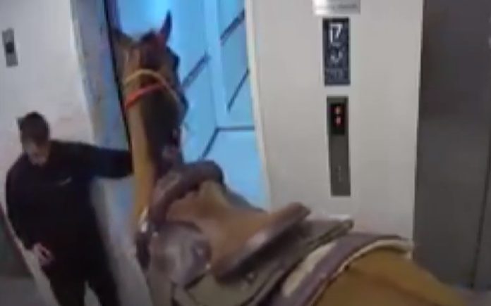 Homens foram presos depois de tentarem entrar com cavalo no elevador