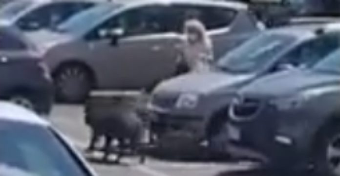 Javalis assaltam mulher à saída de supermercado