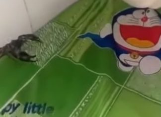 Mãe descobre grande escorpião na cama do filho