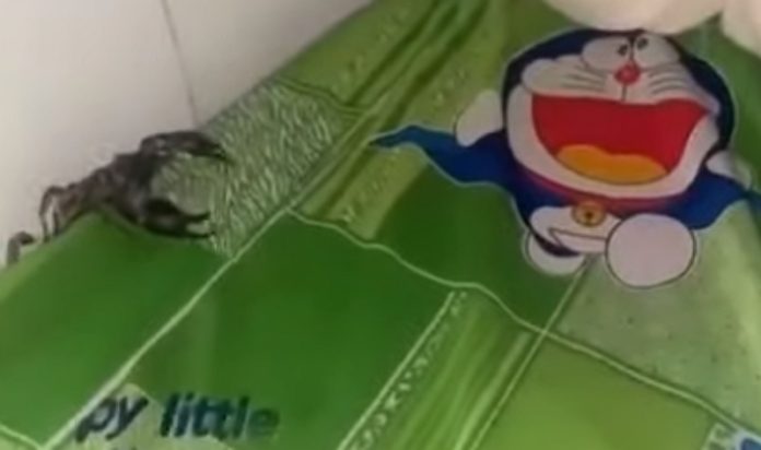 Mãe descobre grande escorpião na cama do filho Mãe descobre grande escorpião na cama do filho