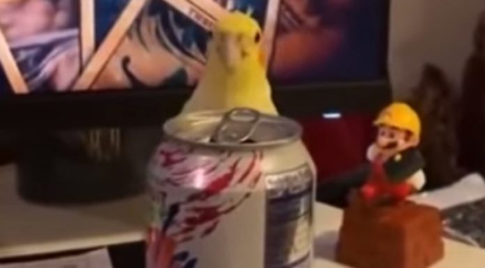 Caturra grita peekaboo ao jogar às escondidas com a sua dona Caturra grita peekaboo ao jogar às escondidas com a sua dona