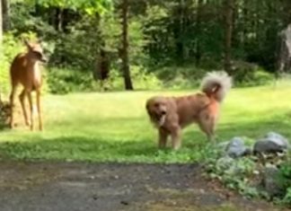 Cervo e Golden Retriever brincam às corridas no jardim