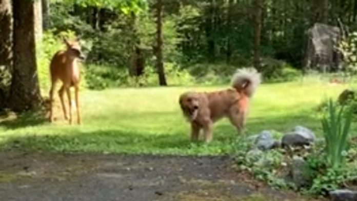 Cervo e Golden Retriever brincam às corridas no jardim Cervo e Golden Retriever brincam às corridas no jardim