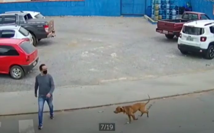 Homem é atropelado por um cão que seguia a grande velocidade Homem é atropelado por um cão que seguia a grande velocidade