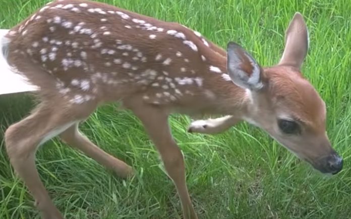 Homem resgata e trata corça bebé com problemas numa pata Homem resgata e trata corça bebé com problemas numa pata