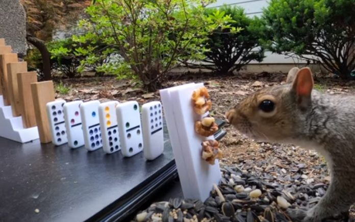 Jovem faz máquina de Rube Goldberg para dar comida a esquilos