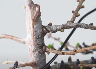 Jovem recupera Bonsai em mau estado em 1 ano