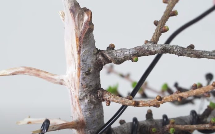 Jovem recupera Bonsai em mau estado em 1 ano Jovem recupera Bonsai em mau estado em 1 ano
