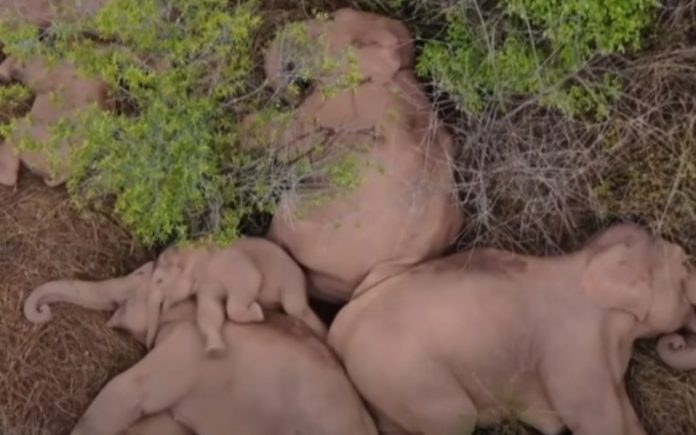 Manada de elefantes faz uma pausa para descansar da viagem