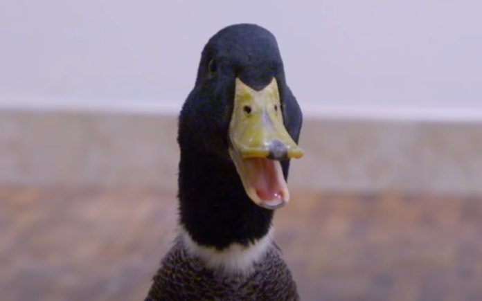 Pato volta a andar depois de pôr prótese impressa em 3D Pato volta a andar depois de pôr prótese impressa em 3D