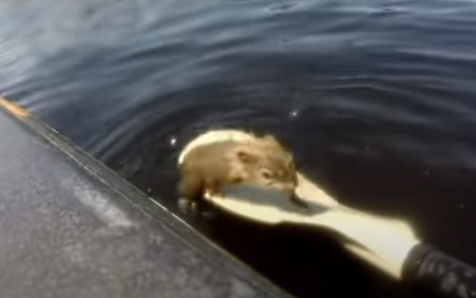 Pescador salva esquilo que estava aflito Pescador salva esquilo que estava aflito