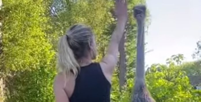 Tratadora de animais explica como se defender de ataque de avestruz