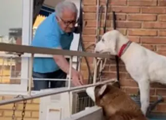Idoso faz bela amizade com vizinhos de 4 patas Idoso faz bela amizade com vizinhos de 4 patas