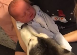 Pais fazem vídeo dos 3 anos lindos com o Husky e o seu filho