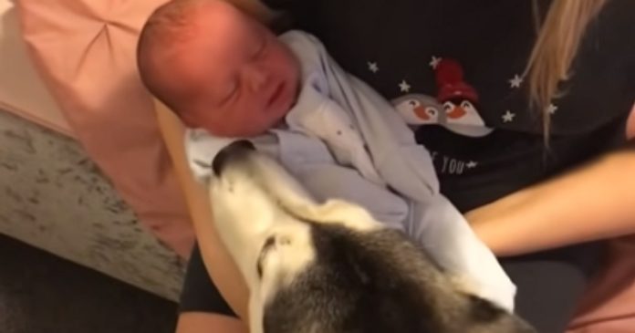 Pais fazem vídeo dos 3 anos lindos com o Husky e o seu filho Pais fazem vídeo dos 3 anos lindos com o Husky e o seu filho