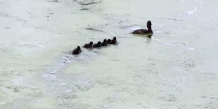 Pata brinca com os seus filhotes às escondidas Pata brinca com os seus filhotes às escondidas