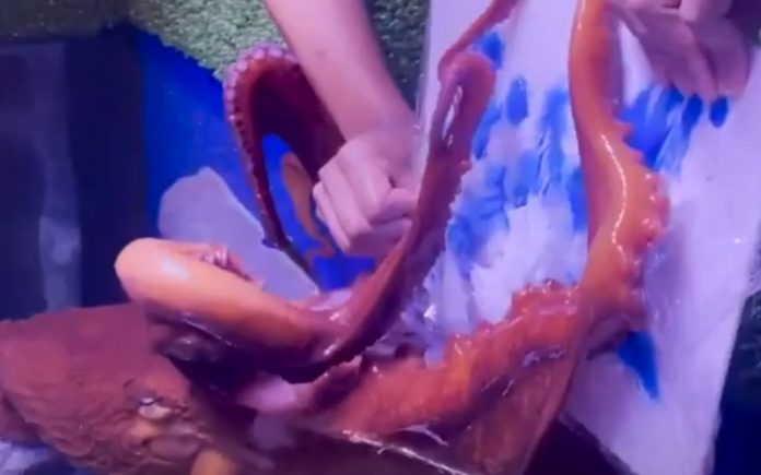 Polvo faz verdadeiras obras de arte com os tentáculos Polvo faz verdadeiras obras de arte com os tentáculos