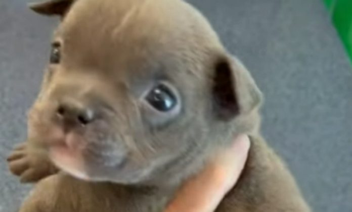 Cachorrinha nasce com 5 patas mas já é o amor da internet Cachorrinha nasce com 5 patas mas já é o amor da internet