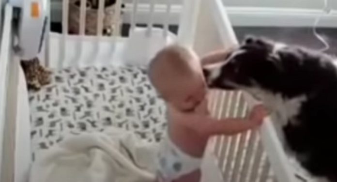 Cadela acalma bebé com mimos quando chora Cadela acalma bebé com mimos quando chora