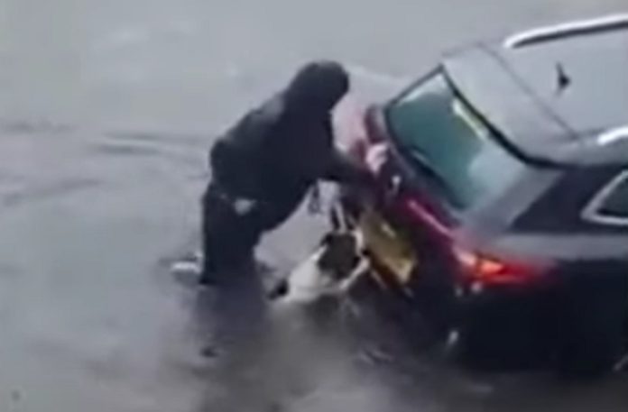 Cão ajuda dona a empurrar carro preso numa inundação Cão ajuda dona a empurrar carro preso numa inundação