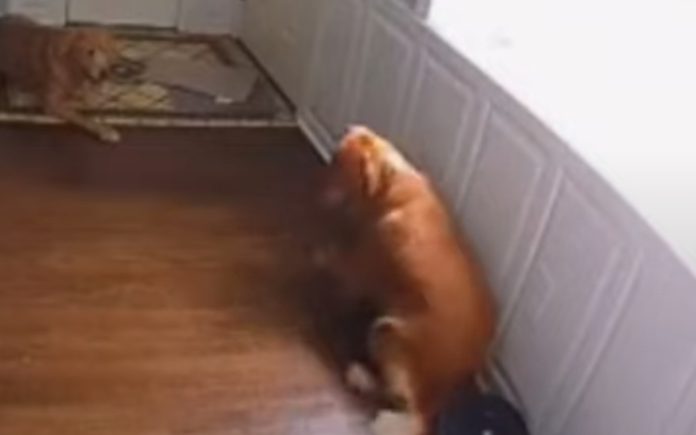 Cão fica em pânico quando roomba aspirou a sua cauda Cão fica em pânico quando roomba aspirou a sua cauda