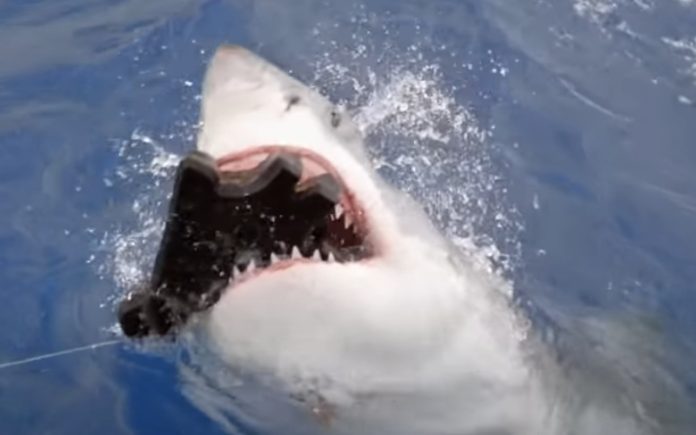 Cientistas mostram-nos como ataca um tubarão-branco Cientistas mostram-nos como ataca um tubarão-branco
