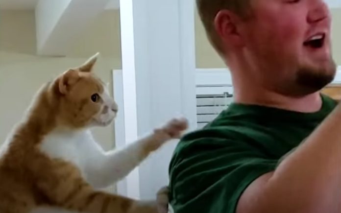 Gato obcecado por comida faz de tudo para conseguir o que quer Gato obcecado por comida faz de tudo para conseguir o que quer