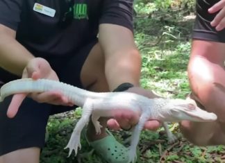 Jacarés albinos nascem num zoológico dos Estados Unidos