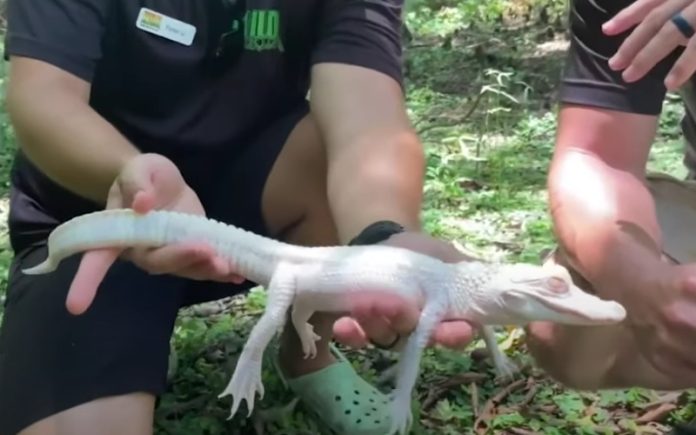 Jacarés albinos nascem num zoológico dos Estados Unidos Jacarés albinos nascem num zoológico dos Estados Unidos