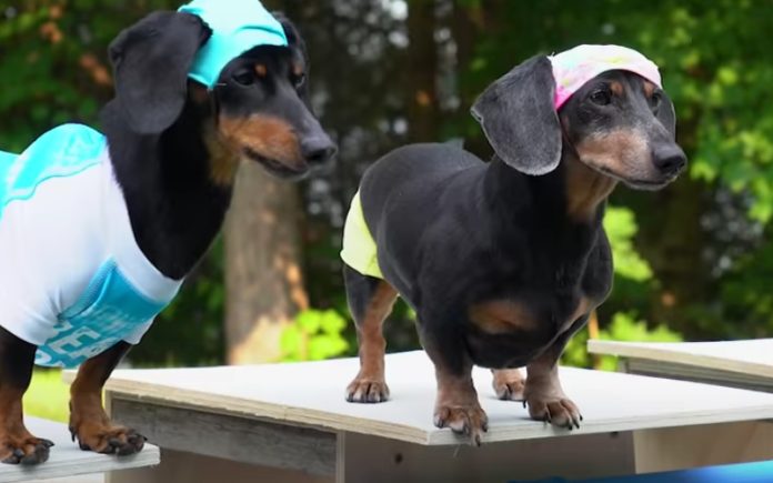 Jogos “Salsicholímpicos” são a mais nova atração da internet Jogos “Salsicholímpicos” são a mais nova atração da internet