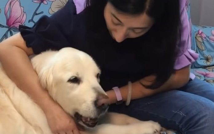 Mulher aluga avião particular para levar cadela para a Irlanda Mulher aluga avião particular para levar cadela para a Irlanda