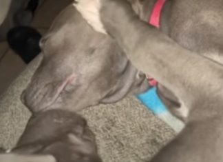 Pit Bull acalma cadela que está a ter pesadelos com mimos