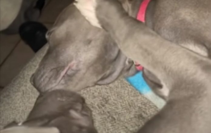 Pit Bull acalma cadela que está a ter pesadelos com mimos
