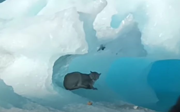 Puma é visto num iceberg à deriva Puma é visto num iceberg à deriva