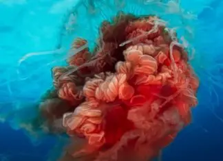 Vídeo mostra-nos imagens da mortífera caravela portuguesa Vídeo mostra-nos imagens da mortífera caravela portuguesa